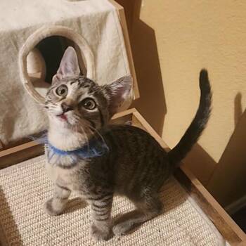 SKyBlue -  Domestic Short Hair Cat for Adoption in Allen, Texas - SKyBlue | PetCurious