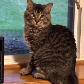 Rescue Domestic Long Hair Cats for Adoption in Byron Center, Michigan - Roo | PetCurious