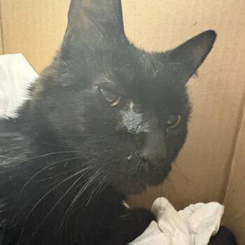 Domestic Short Hair Cats Available for Adoption in Pittsburgh, Pennsylvania - Ralph | PetCurious