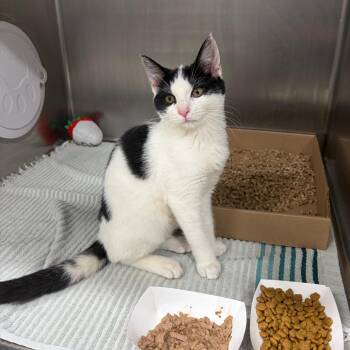 Shasta -  Domestic Short Hair Cat for Adoption in Newark, New Jersey - Shasta | PetCurious