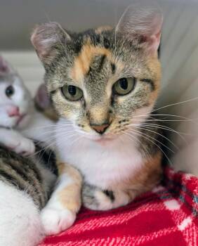 Mama Mia -  Domestic Short Hair Cat for Adoption in Bloomington, Indiana - Mama Mia | PetCurious