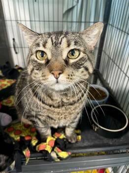 Rescue Domestic Short Hair Cats for Adoption in Poughkeepsie, New York - Rhea | PetCurious