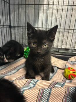 Merica -  Domestic Short Hair Cat for Adoption in Mineral, Virginia - Merica | PetCurious
