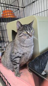 Rescue Domestic Short Hair Cats for Adoption in Madison, Wisconsin - Marietta | PetCurious
