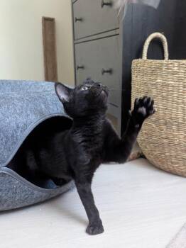 Catsanova -  Domestic Short Hair Cat for Adoption in Oakland, California - Catsanova | PetCurious