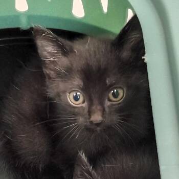 Bisque -  Domestic Short Hair Cat for Adoption in Lynchburg, Virginia - Bisque | PetCurious