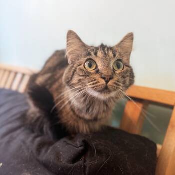 Rescue Domestic Long Hair Cats for Adoption - Carolina | PetCurious
