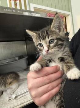 Rescue Domestic Short Hair Cats for Adoption in Flagstaff, Arizona - Spider | PetCurious