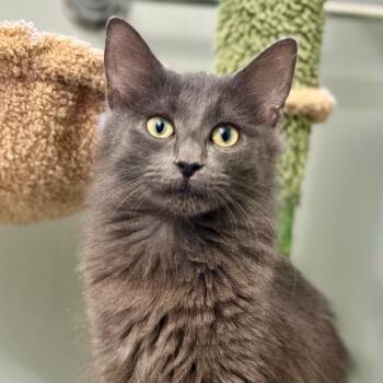 Sterling -  Domestic Long Hair Cat for Adoption in Pontiac, Michigan - Sterling | PetCurious