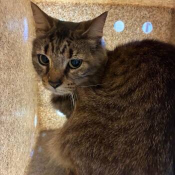 Domestic Short Hair Cats Available for Adoption - Luna | PetCurious