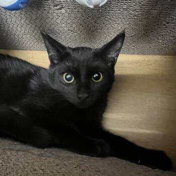 Rescue Domestic Short Hair Cats for Adoption in Las Vegas, Nevada - Drew | PetCurious