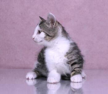 Poptart -  Domestic Short Hair and Tabby Cat for Adoption in Tuscaloosa, Alabama - Poptart | PetCurious