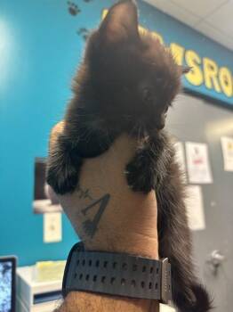 MEL -  Domestic Short Hair Cat for Adoption in Doral, Florida - MEL | PetCurious