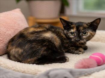 TOOTIE -  Domestic Short Hair Cat for Adoption - TOOTIE | PetCurious