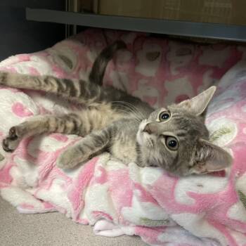 Domestic Short Hair Cats Available for Adoption in Walden, New York - Mila | PetCurious