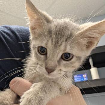 Femmy -  Domestic Short Hair Cat for Adoption in Indianapolis, Indiana - Femmy | PetCurious