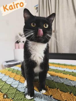 Tuxedo Cats Available for Adoption - Kairo | PetCurious