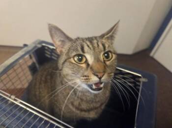 Domestic Short Hair Cats Available for Adoption in Brentwood, Missouri - LIGHTNING | PetCurious