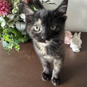 Rescue Domestic Short Hair Cats for Adoption in Hooper, Nebraska - Turtle | PetCurious