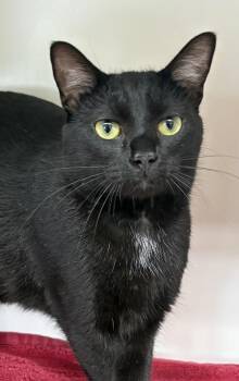 Domestic Short Hair Cats Available for Adoption in Rochester, Indiana - Jeff ~ Available At PetSmart Warsaw, IN!! | PetCurious