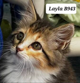 Domestic Long Hair Cats Available for Adoption in Morganton, North Carolina - Layla | PetCurious