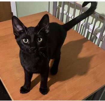 Bluto- Riley Fuzzell -  Domestic Short Hair Cat for Adoption in Spring, Texas - Bluto- Riley Fuzzell | PetCurious