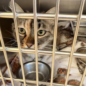Kitty Boo -  Domestic Medium Hair Cat for Adoption in Gloucester, Virginia - Kitty Boo | PetCurious