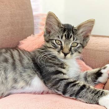Kodo -  Domestic Long Hair Cat for Adoption in Long Beach, California - Kodo | PetCurious