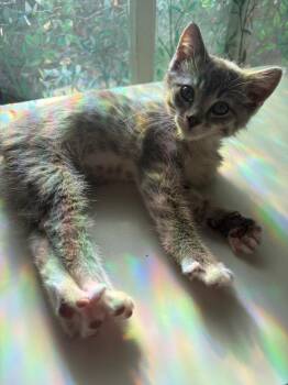 Petunia -  Domestic Short Hair Cat for Adoption in Millcreek, Utah - Petunia | PetCurious
