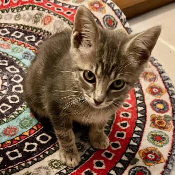 Pallet Jack -  Domestic Short Hair Cat for Adoption in San Antonio, Texas - Pallet Jack | PetCurious