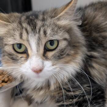 Rescue Domestic Medium Hair Cats for Adoption in Ridgway, Colorado - Cleo | PetCurious