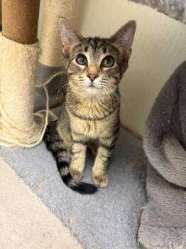Rescue Tabby Cats for Adoption in Centralia, Illinois - Eowyn | PetCurious