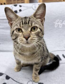 American Shorthair Cats Available for Adoption - Lemi | PetCurious