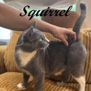 Squirrel -  Domestic Short Hair Cat for Adoption in Southern Pines, North Carolina - Squirrel | PetCurious
