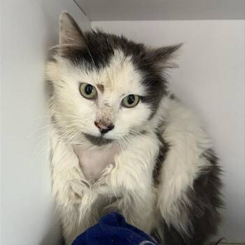 Domestic Medium Hair Cats Available for Adoption - Raeburn | PetCurious