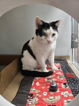 Rescue Domestic Short Hair Cats for Adoption in Palmetto, Florida - SNEAKERS | PetCurious