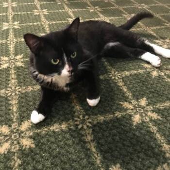 Rescue Tuxedo Cats for Adoption in New York, New York - Harvey | PetCurious