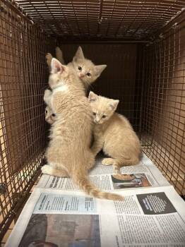 Maple -  Domestic Short Hair Cat for Adoption in Austin, Texas - Maple | PetCurious