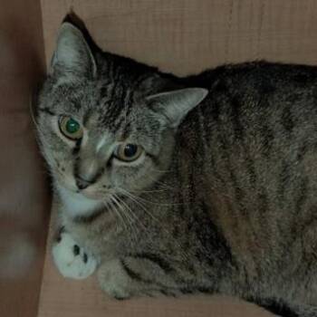 Domestic Short Hair Cats Available for Adoption in Warr Acres, Oklahoma - Texas | PetCurious