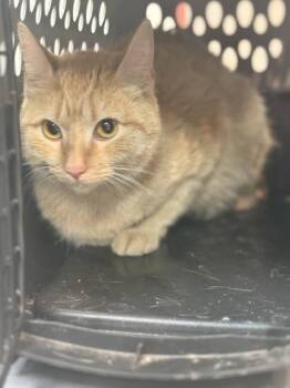 Domestic Short Hair Cats Available for Adoption - Cami | PetCurious