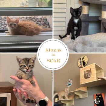 Rescue Tabby Cats for Adoption in Phoenix, Arizona - Kittens Of SCKR June 2025 | PetCurious