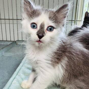 Buttons -  Domestic Long Hair Cat for Adoption in Lebanon, Missouri - Buttons | PetCurious