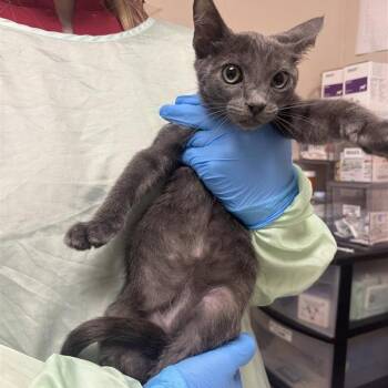 Barnaby -  Domestic Short Hair Cat for Adoption in Tempe, Arizona - Barnaby | PetCurious