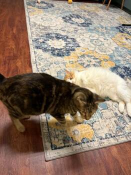 Domestic Short Hair Cats Available for Adoption in Randolph, Alabama - Mamacita & 7 Kittens | PetCurious