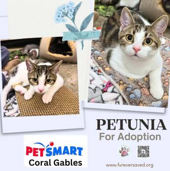 Petunia -  Domestic Short Hair Cat for Adoption in Miami, Florida - Petunia | PetCurious