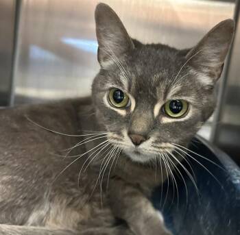 MAC -  Domestic Short Hair Cat for Adoption in Santa Cruz, California - MAC | PetCurious