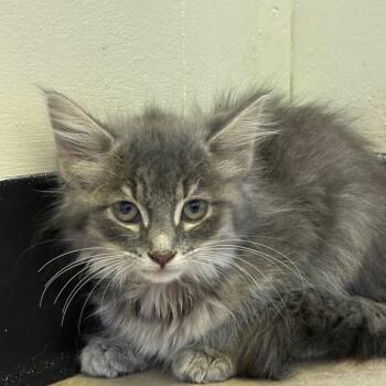 Kim -  Domestic Medium Hair Cat for Adoption in Tulsa, Oklahoma - Kim | PetCurious