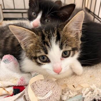 Margie -  Domestic Short Hair Cat for Adoption in Lynchburg, Virginia - Margie | PetCurious