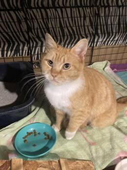 Petal -  Domestic Short Hair Cat for Adoption in West Mifflin, Pennsylvania - Petal | PetCurious