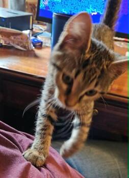 Princess -  Domestic Short Hair Cat for Adoption in South Bend, Indiana - Princess | PetCurious
